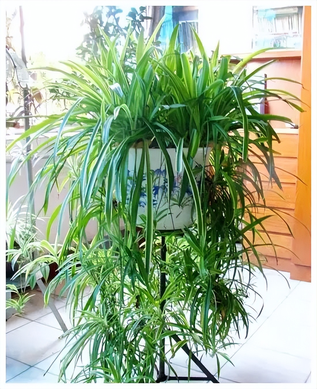 极度耐阴常绿10种花,6种花特别耐阴