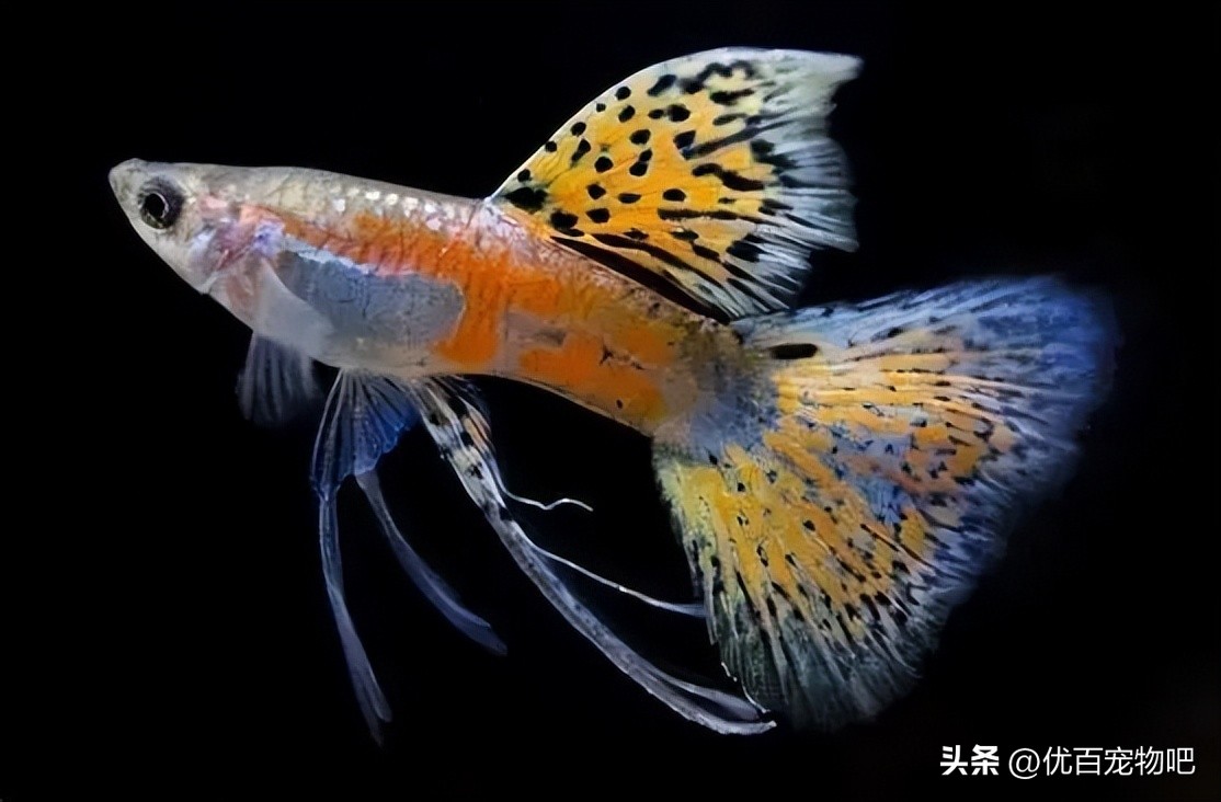 孔雀小鱼苗如何轻松带大？养不好鱼苗的看过来