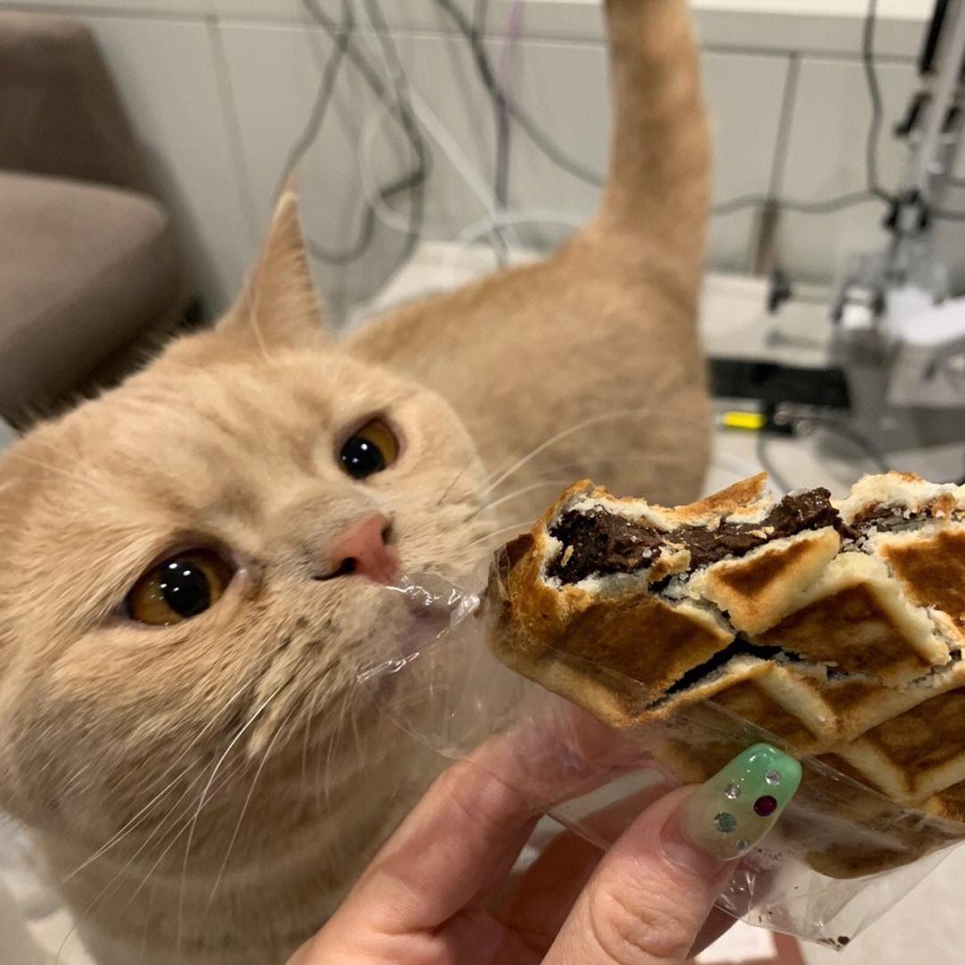 养猫人必须知道的100条猫咪知识,养猫小窍门如何理解猫咪的想法