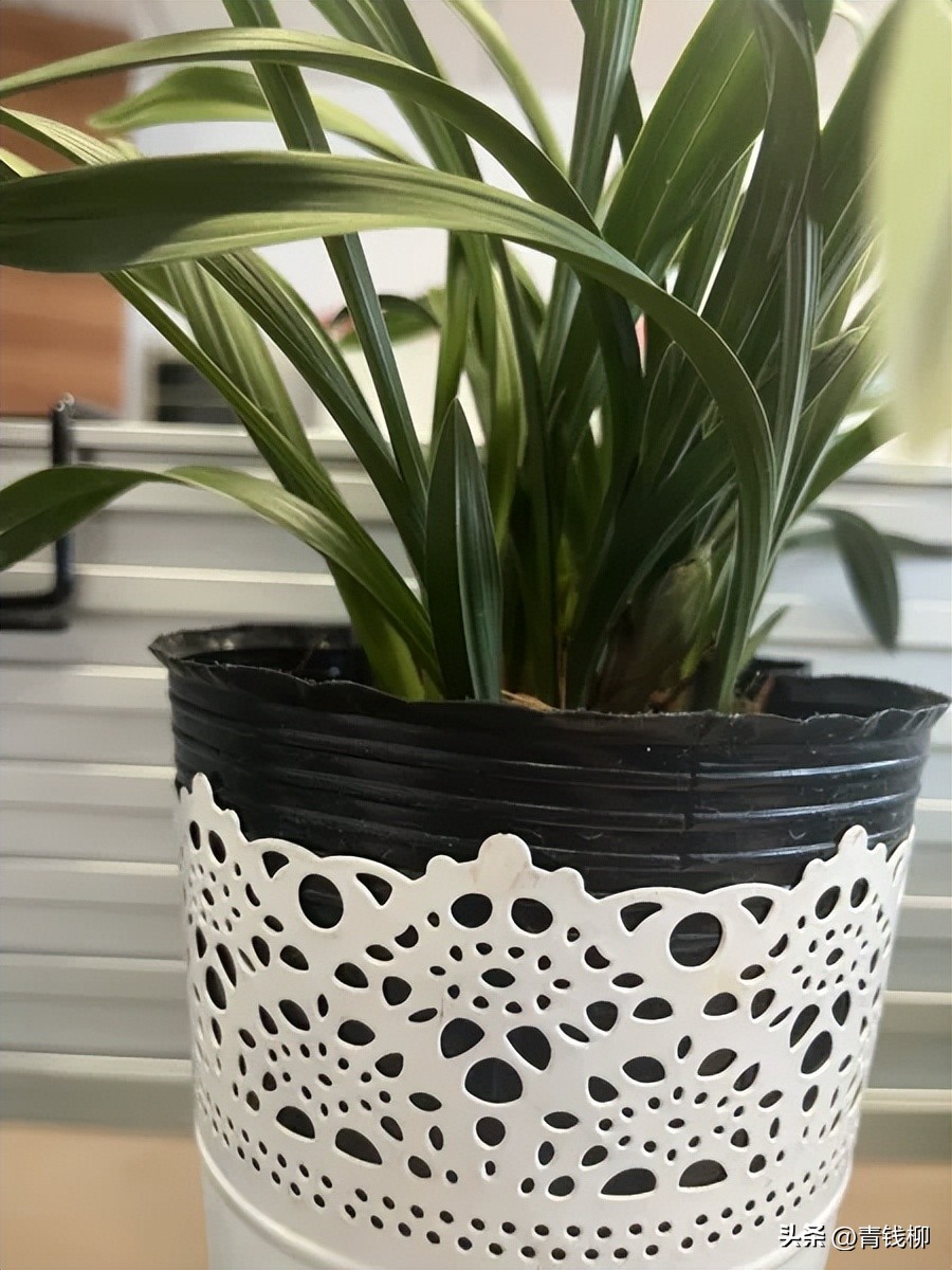 怎样挑选下山送春好草,福建下山草品种