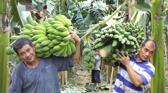 30年后再也吃不到香蕉了?科学家称香蕉“濒临灭绝”,是真的吗?