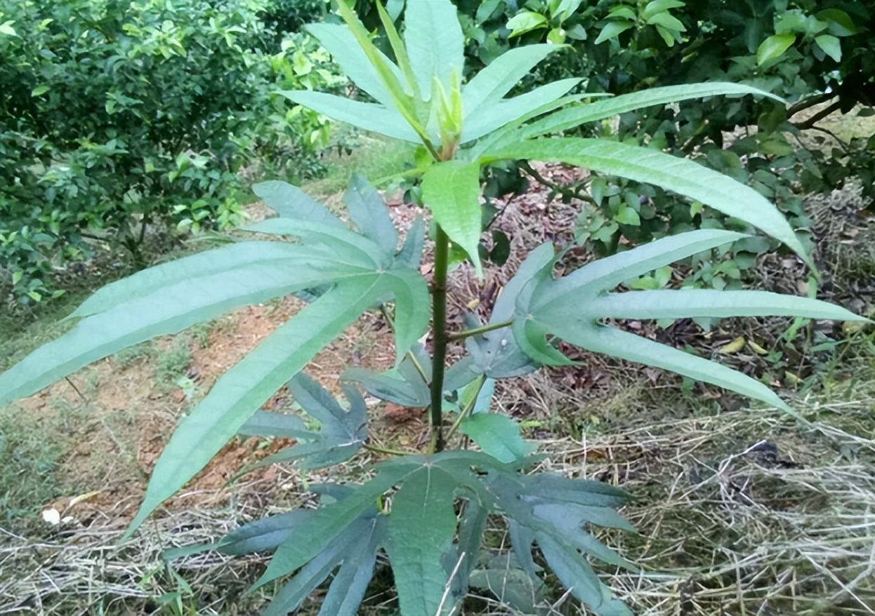 广东人爱吃的10道经典广东靓汤,广东人最喜欢喝的十款炖汤