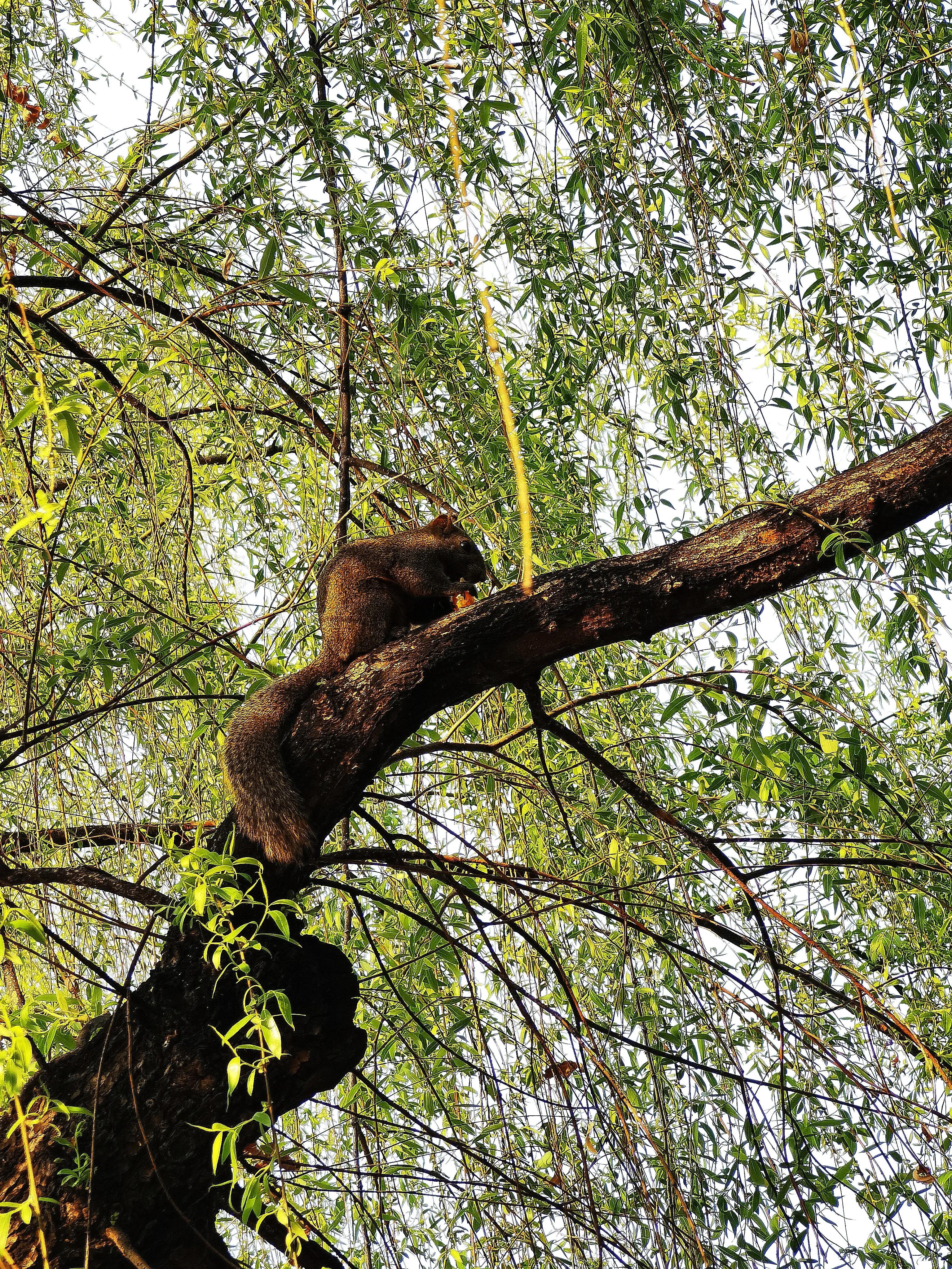 春城无处不飞花的昆明,四季如春的春城无处不飞花