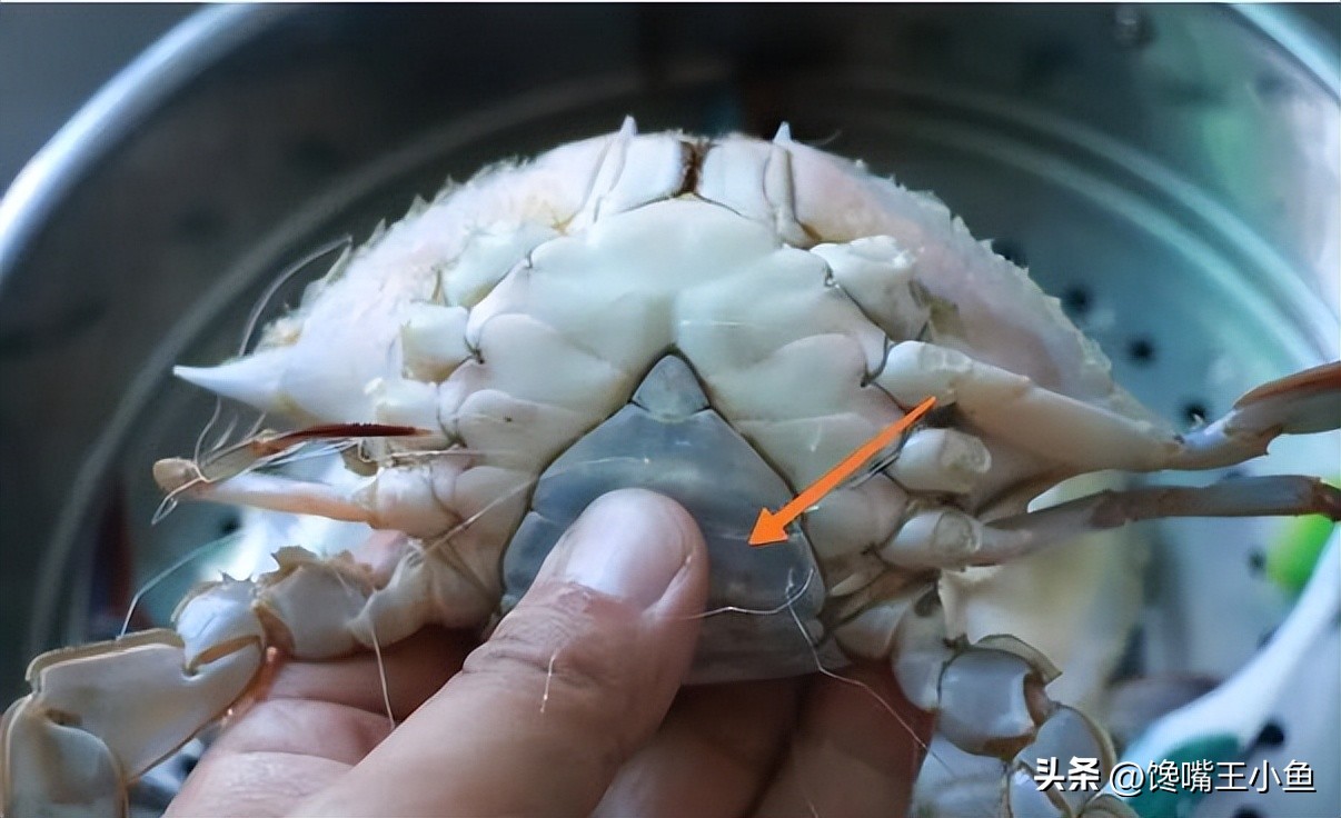 怎么挑螃蟹肥不肥图解,螃蟹怎么选肥蟹