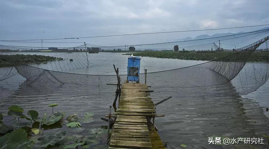 微孢子虫、肝胰腺坏死、白便综合征等疾病预防及治疗方法有哪些？