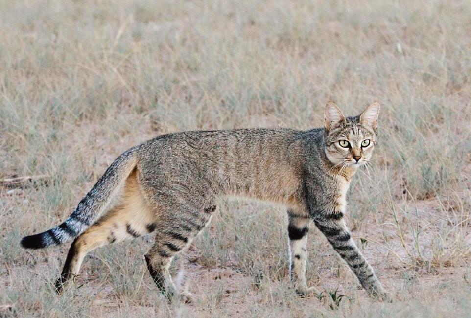 中国人为何不吃鱼,中国人为什么不吃猫呢