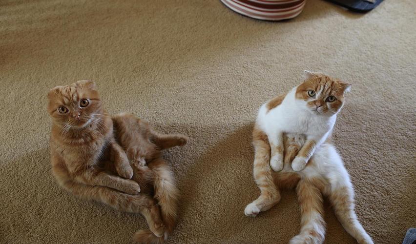 猫咪舔另一个头代表什么,猫咪舔有气味的地方是什么意思