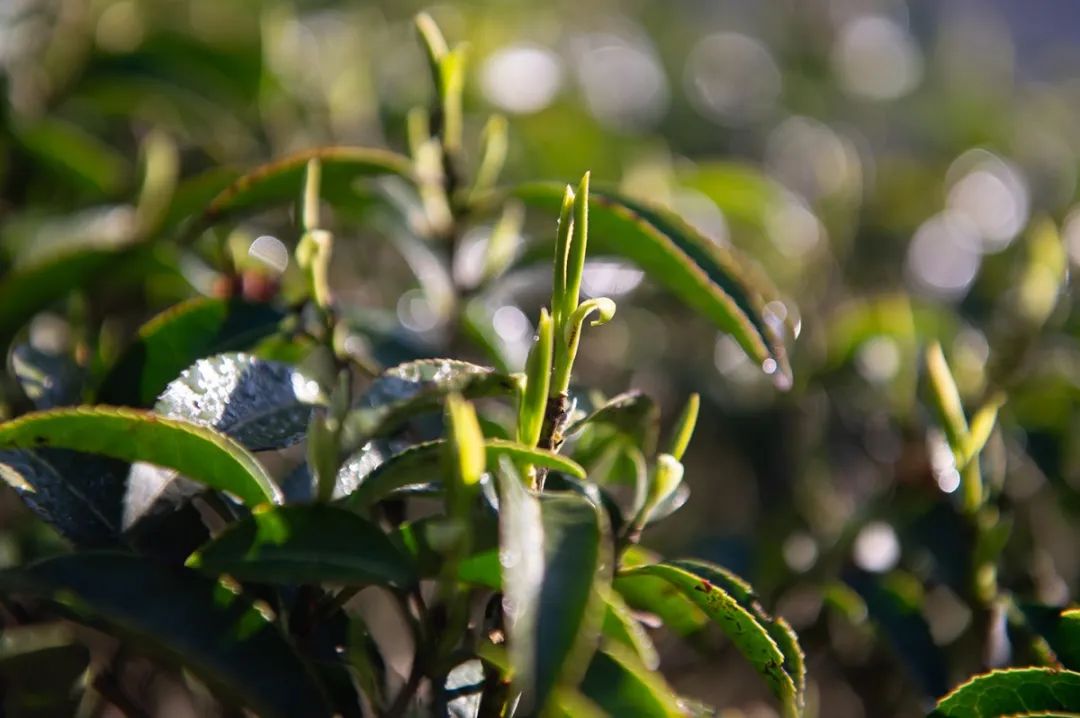 怎么才算好的金骏眉,真正的金骏眉是什么样子