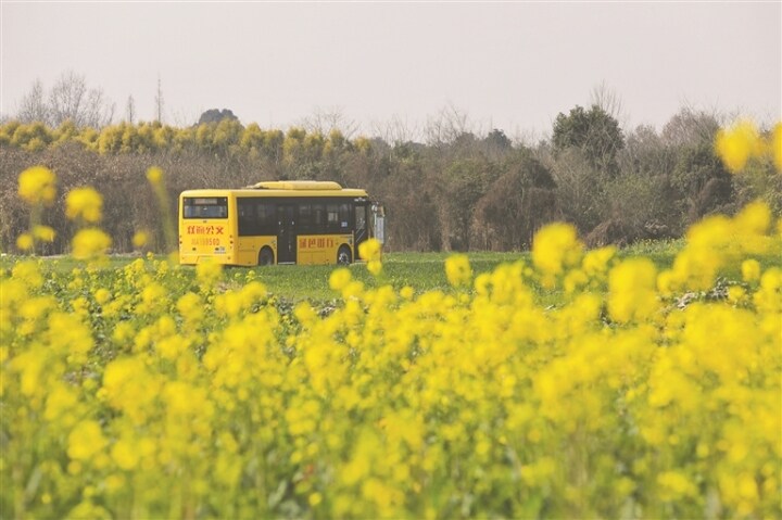 双流赏花,双流附近赏花攻略路线