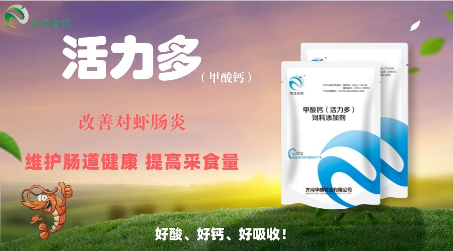 对虾吃料慢的解决办法,对虾吃料慢要下什么药