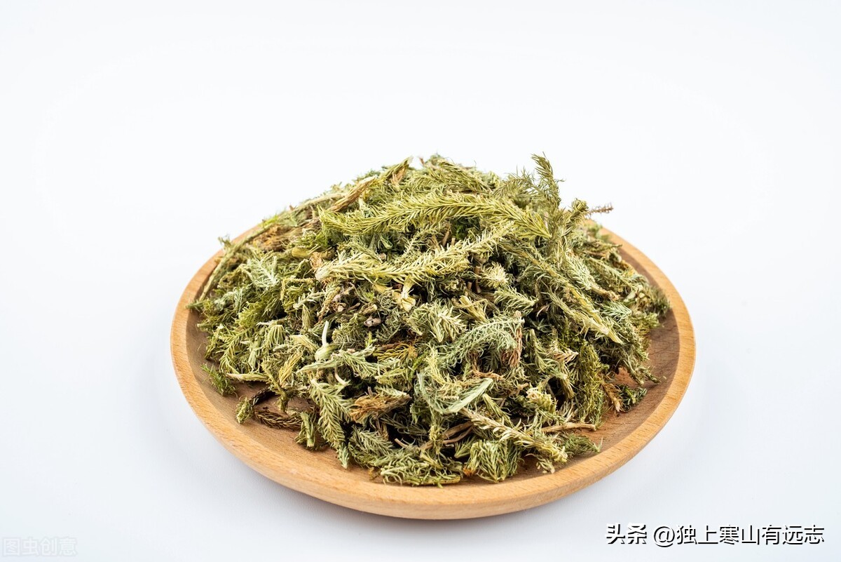 伸筋草祛风湿强筋骨,伸筋草外洗的奇效