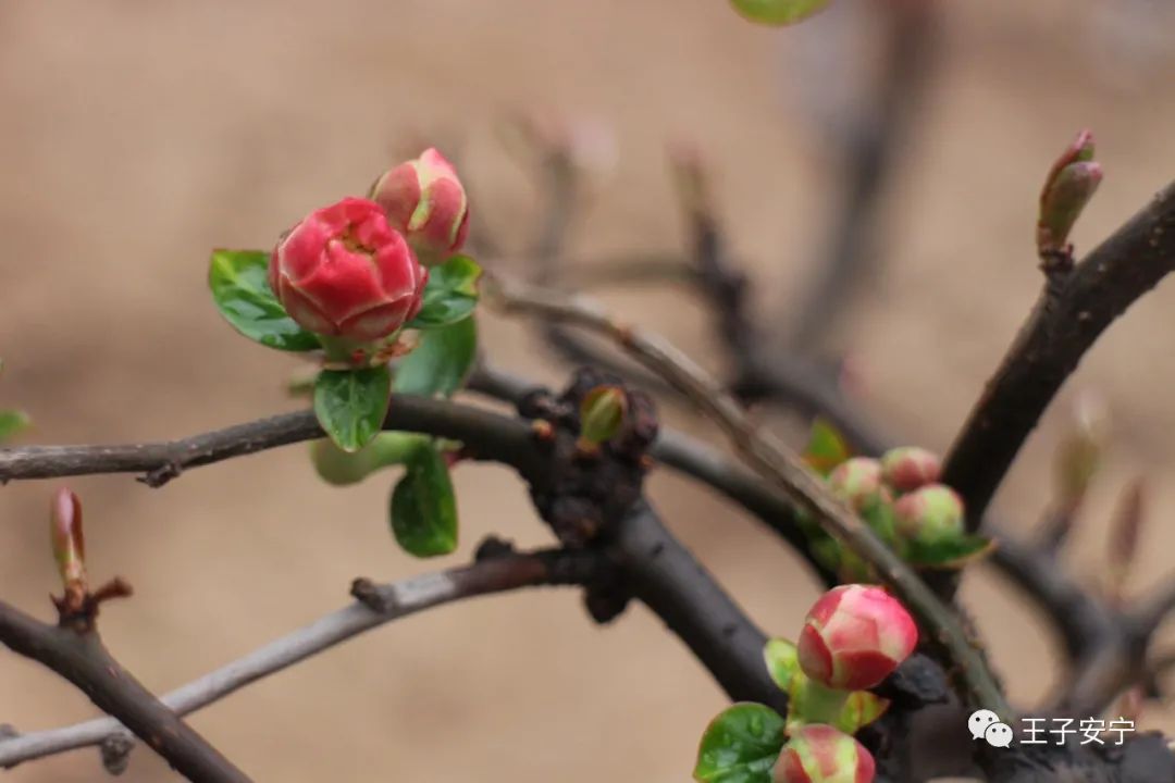 微雨，花语，嫣然风情