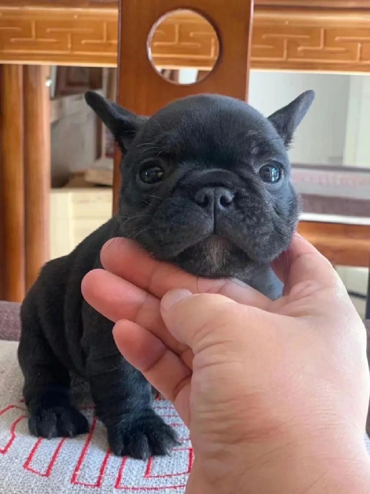 世界上最萌的狗狗名字,可爱的萌狗狗图片大全