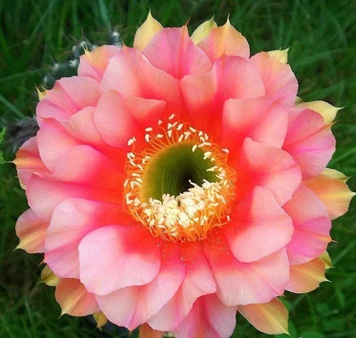 200种·仙人球开花图鉴，大开眼界，美到爆