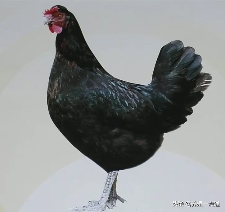 蛋鸡饲料现状如何分析呢,养蛋鸡饲料涨价