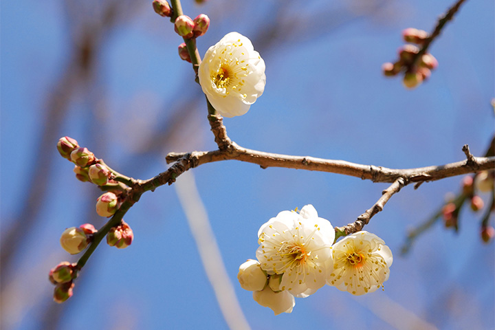 来大阪城梅林感受春天的到来