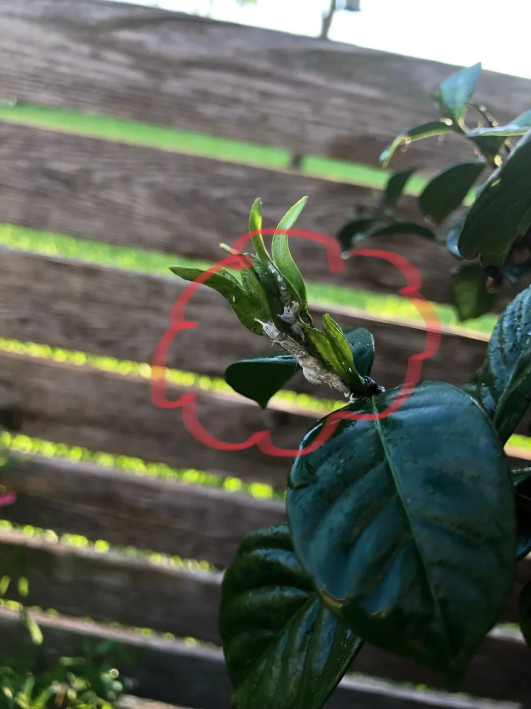 栀子花和月季长虫子喷什么药,月季花小黑虫是什么