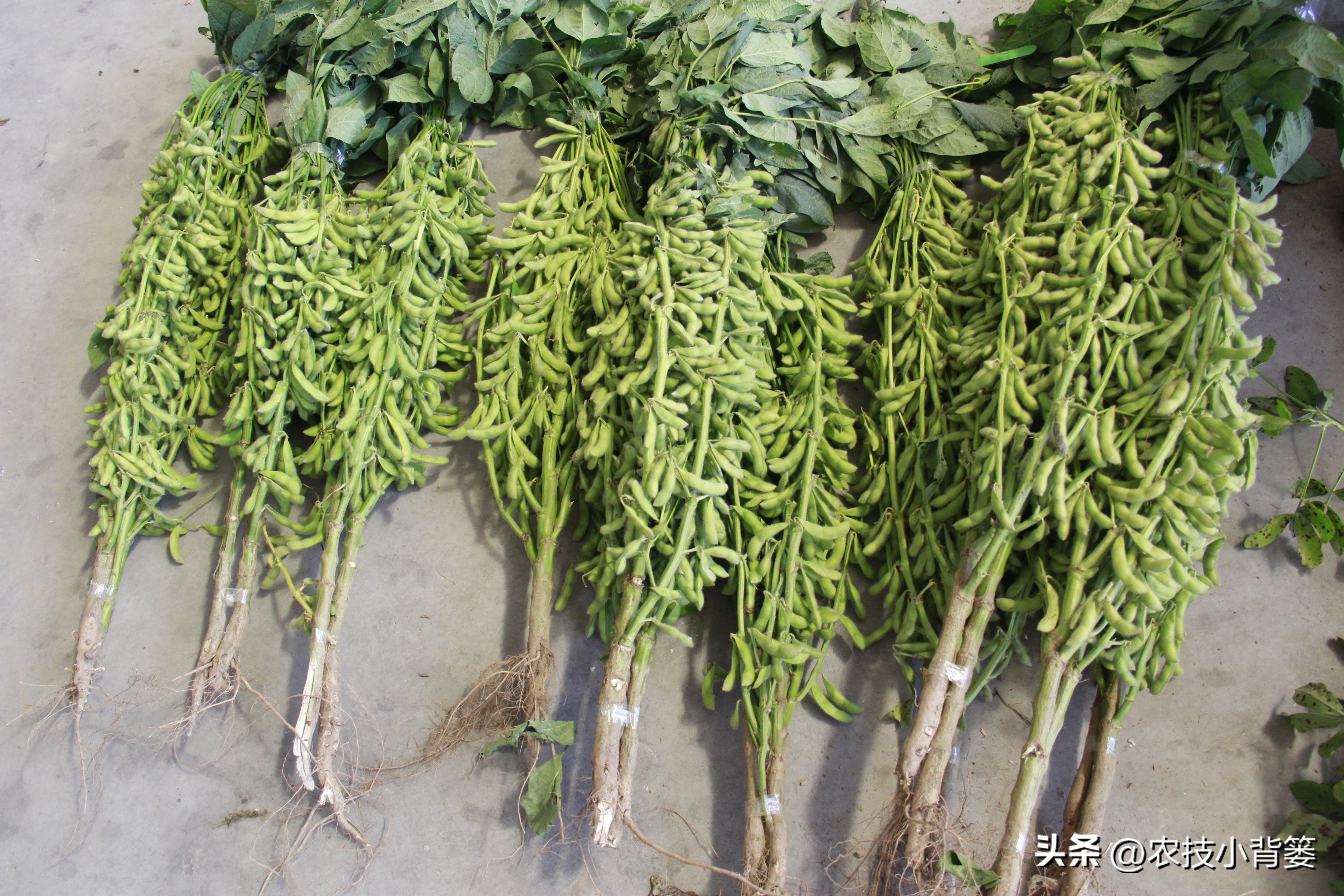 大豆上打啥药能让大豆高产,如何才能种出高产优质的大豆