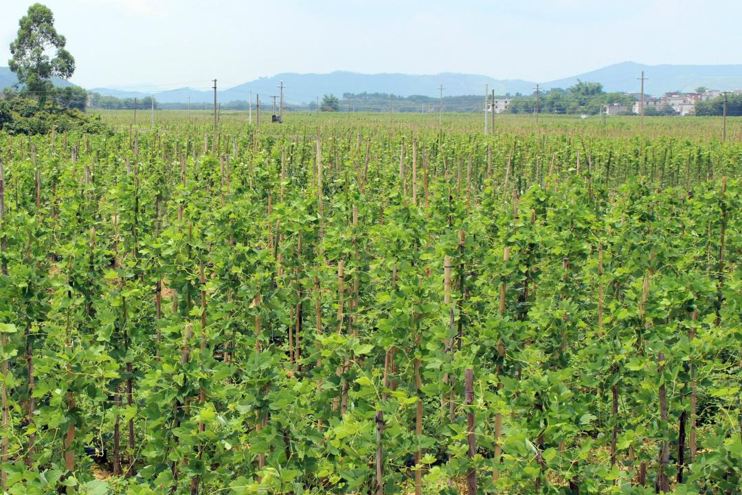 广西梧州市藤县特产粉葛,粉葛藤县