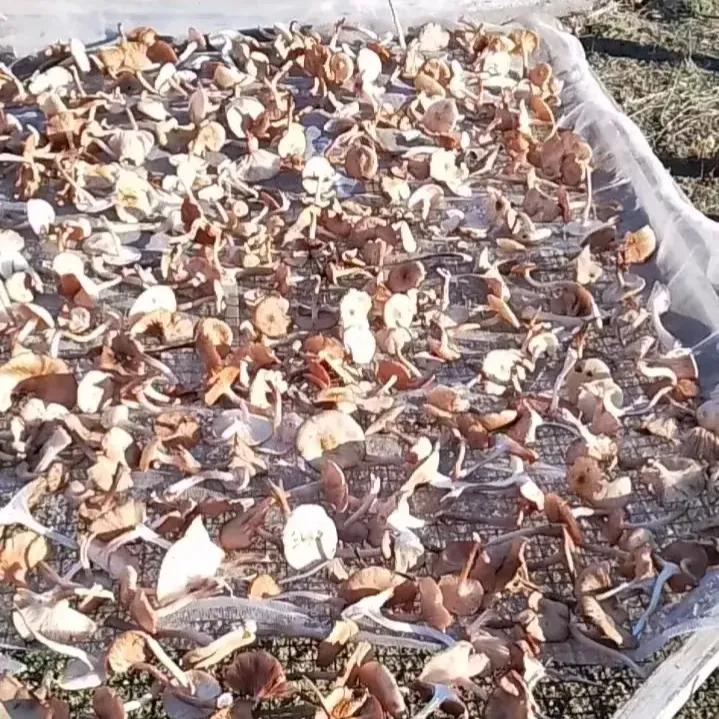 东北十大特产山货有哪些,秋冬季有啥山货