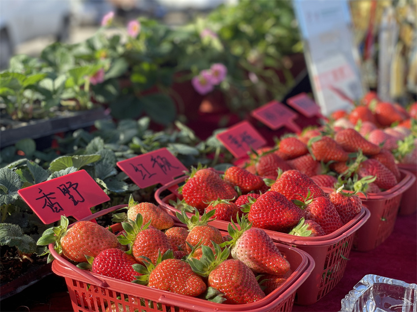 万企兴万村行动示范实践基地,万企兴万村行动案例
