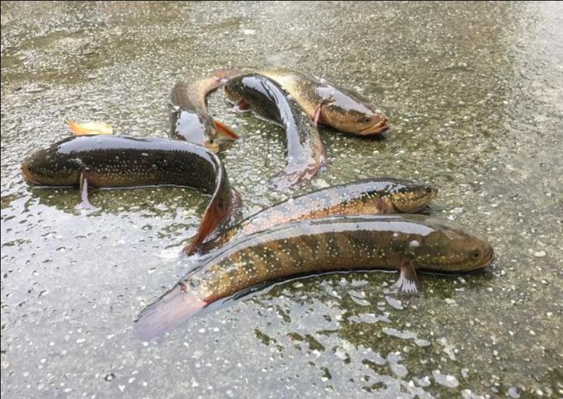 渐渐消失的五种鱼,消失的十二种河鲜