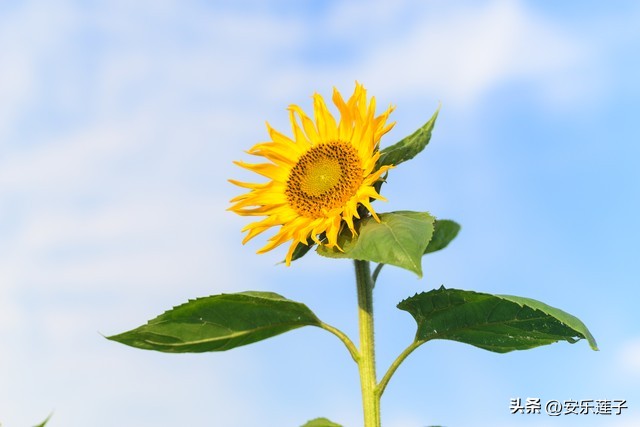 与狮子座一生纠缠不清的星座女,狮子座女人的性格特点和脾气