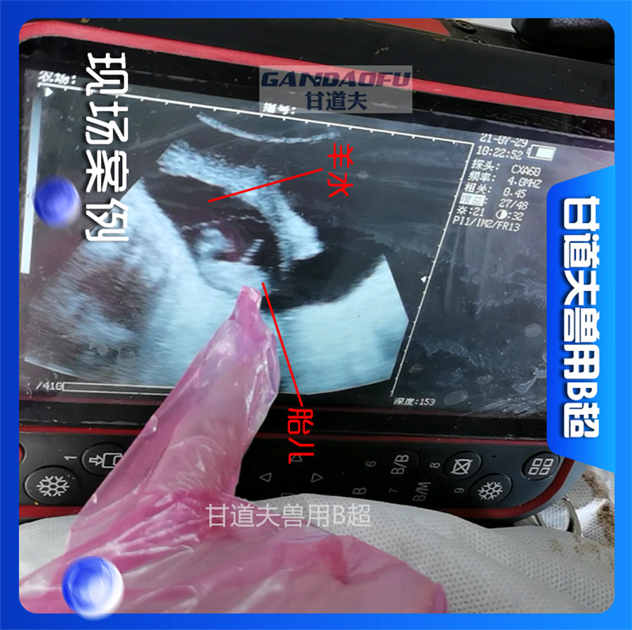 驴马用B超使用方法教程超声图像判断分析