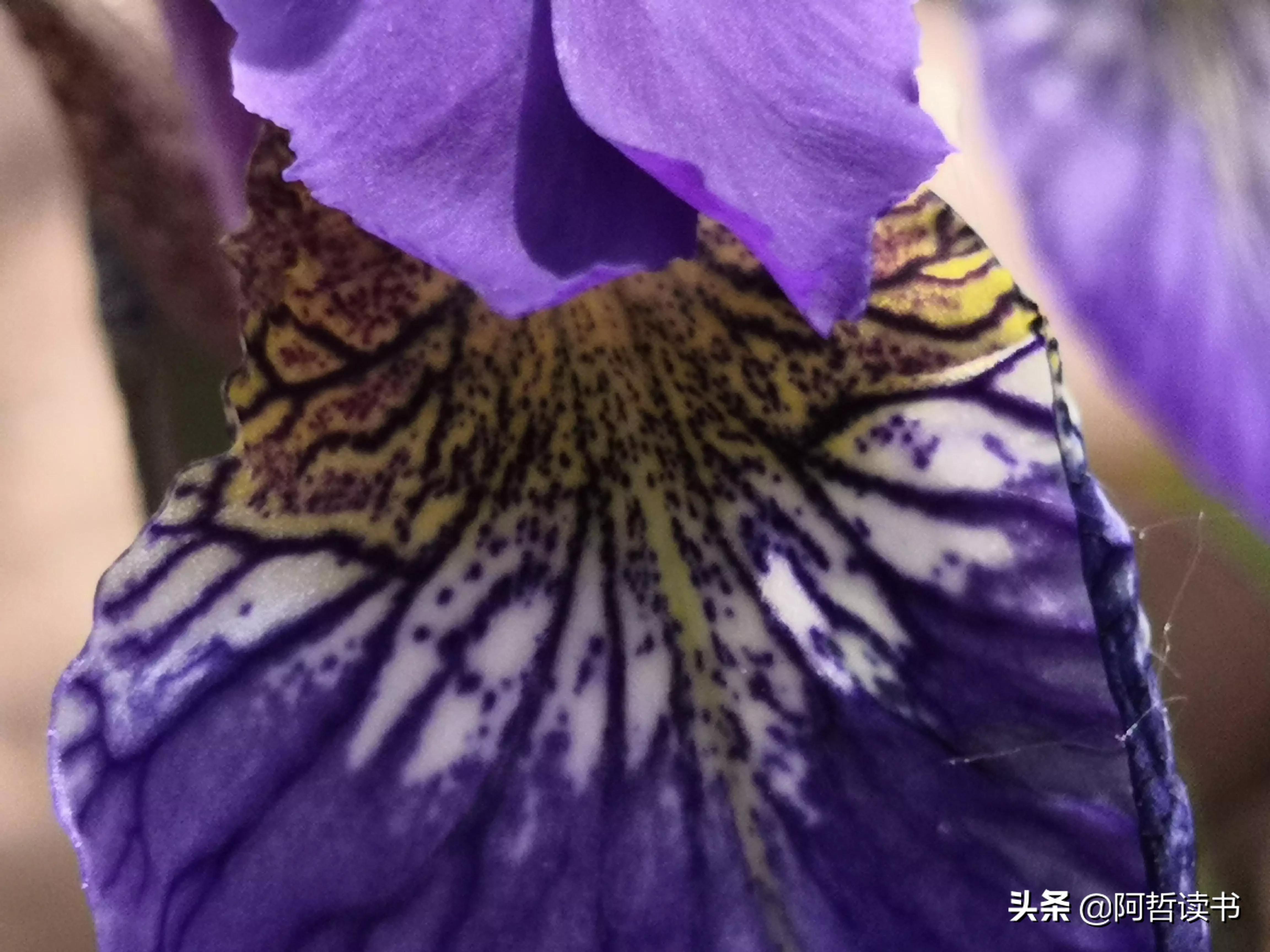 婀娜多姿鸢尾花,鸢尾花婀娜多姿