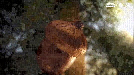 bbc少儿科普纪录片从哪里看,bbc儿童科普片推荐