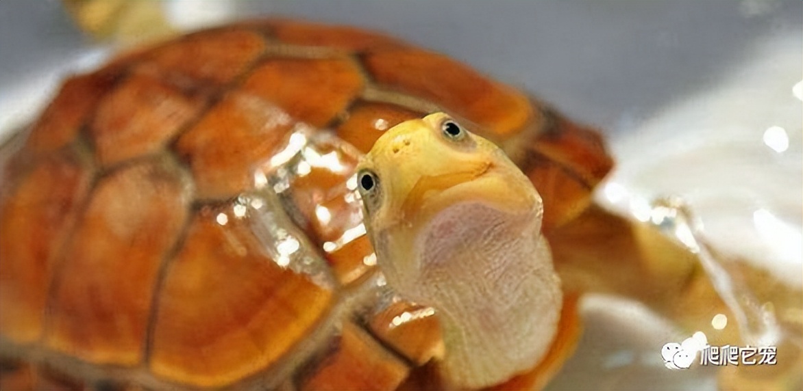 北石属于黄喉拟水龟吗,黄喉拟水龟北石小青