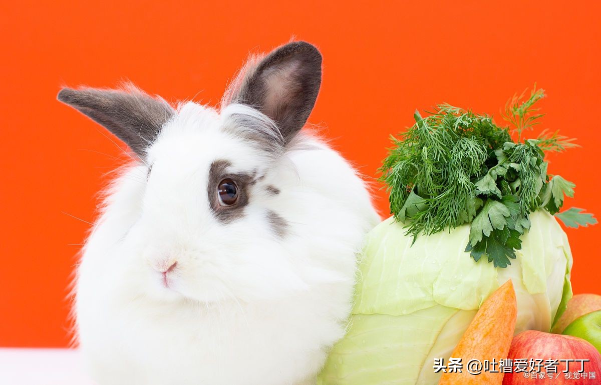 兔子有点拉稀是黄色的怎么办,兔子拉肚子喂什么药