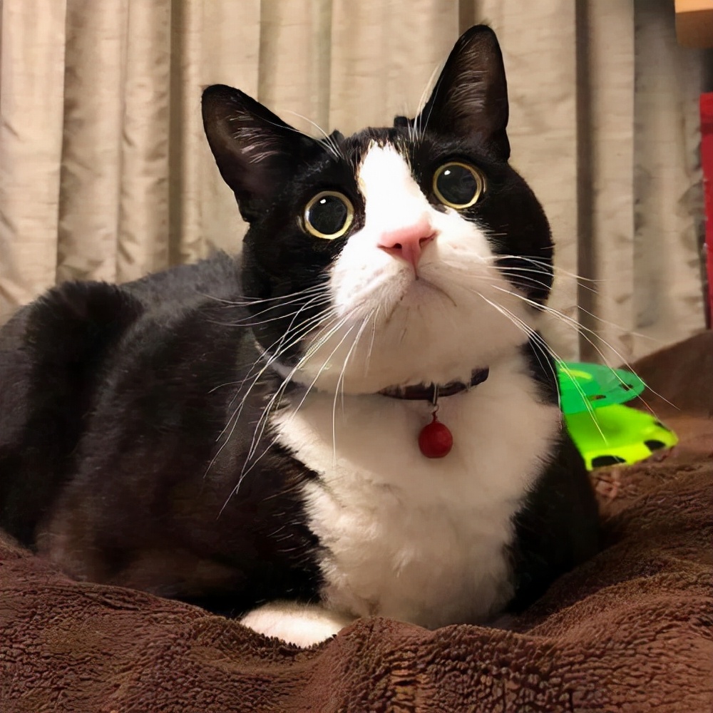 奶牛猫真的每一只都傻吗,原来奶牛猫是这样诞生的