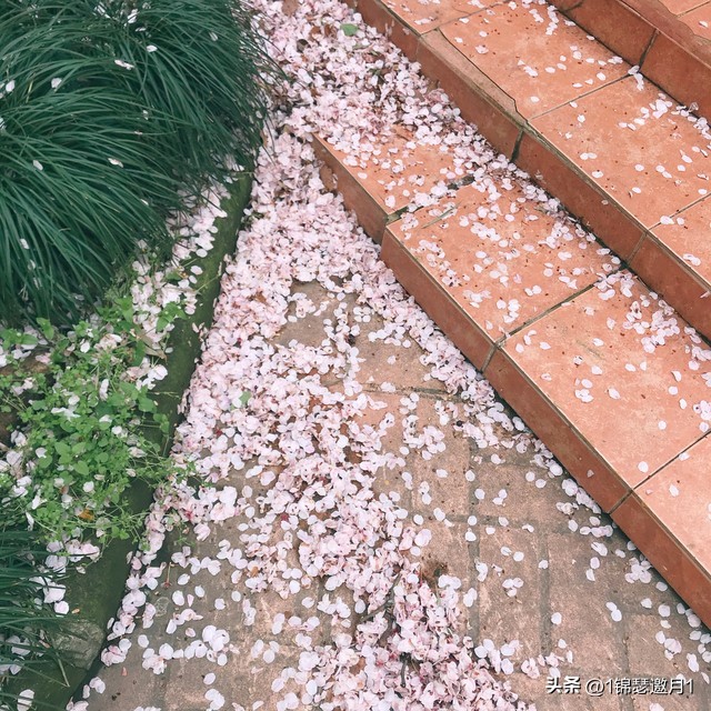 落英缤纷草书欣赏,落英缤纷美句简短