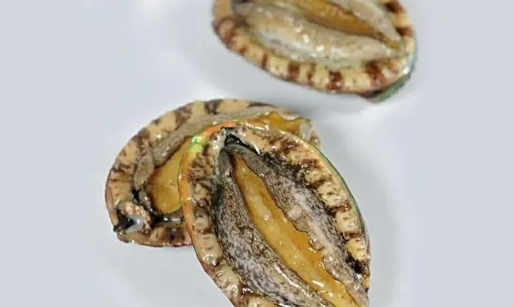 鲍鱼鱼是不是鱼类,为什么鲍鱼并不是鱼