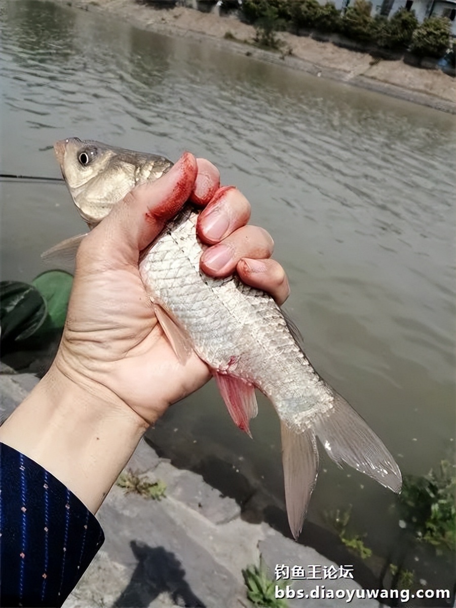 钓王钓鱼方法,钓鱼王试钓视频