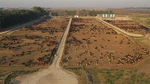 你不知道的英国女王：一位硬核环保主义者