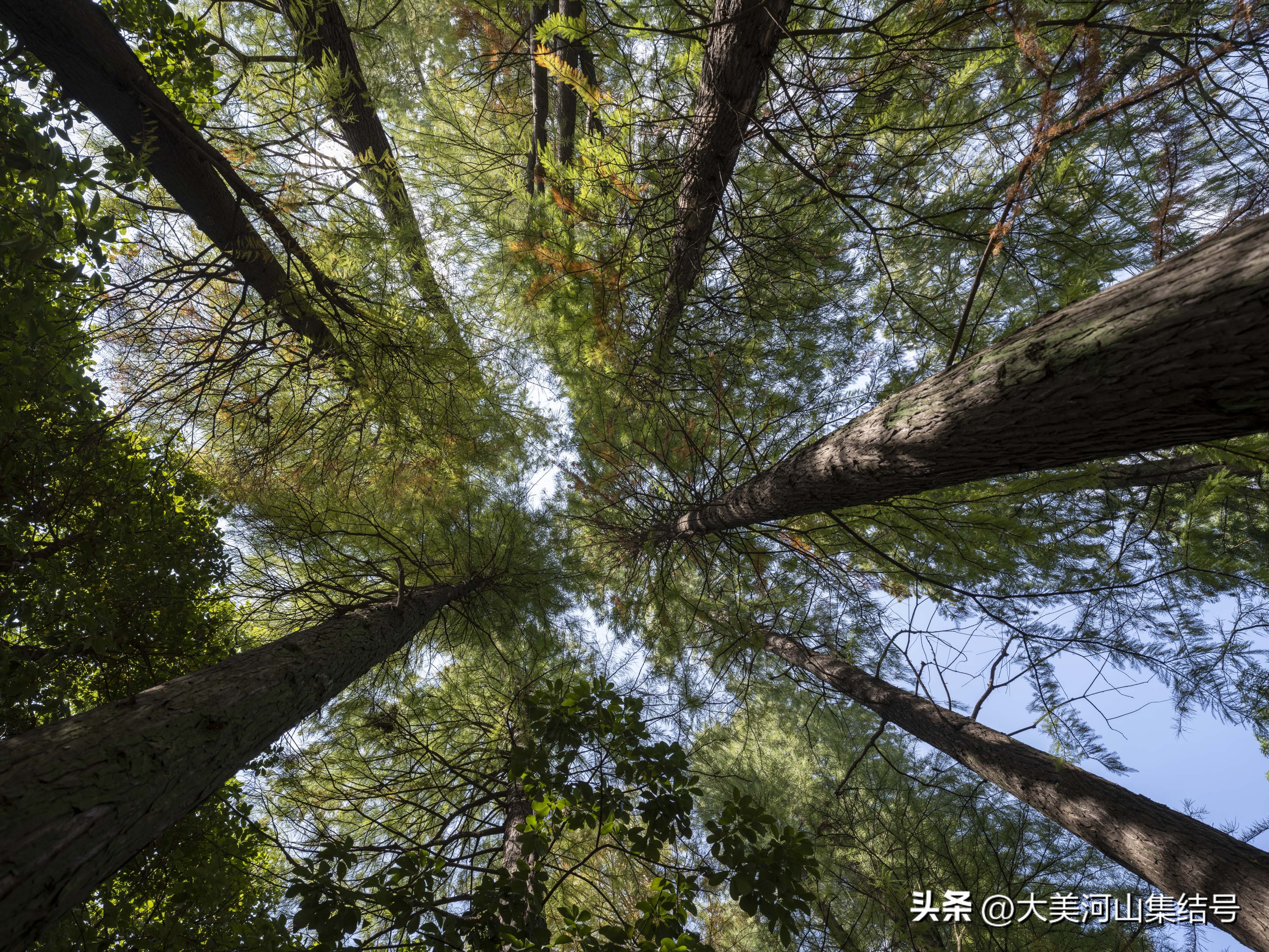 富士gfx100s铭匠光学50mmf1.2,富士中画幅gfx50二代对比gfx100s