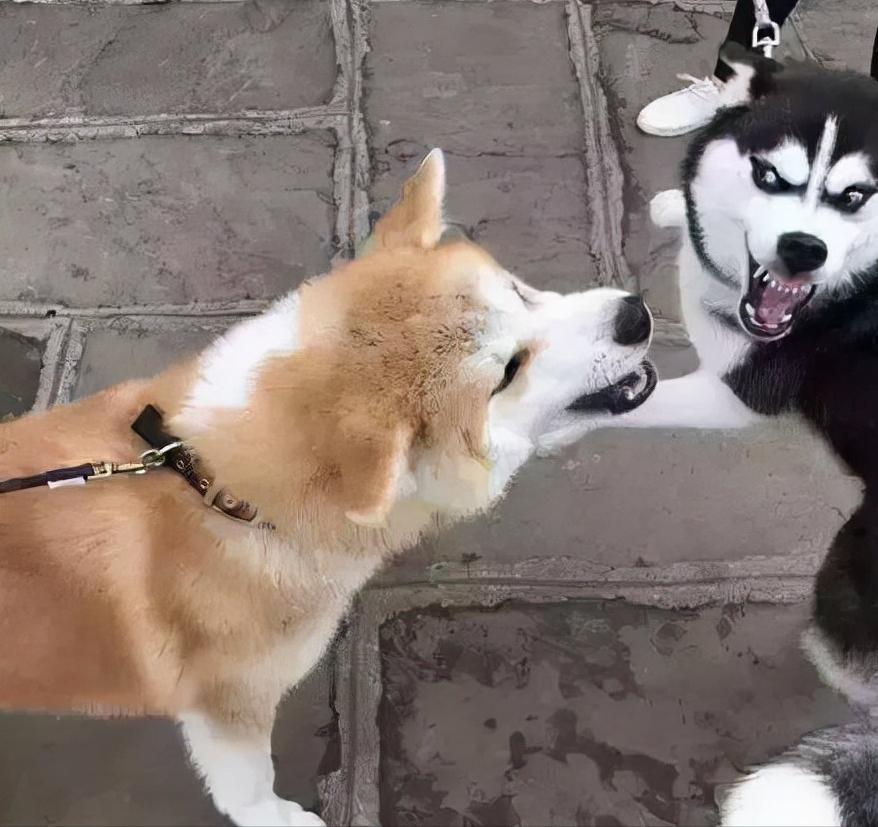 亲身经历养秋田犬,为啥不建议养秋田犬