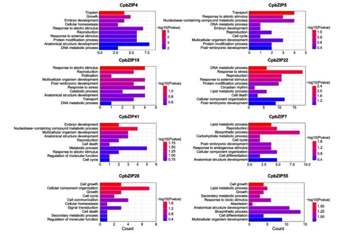 碱性亮氨酸拉链的介入，会对青钱柳根茎发育产生多大影响？