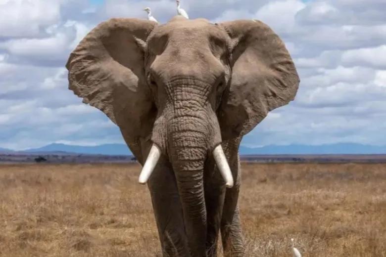 大象怎么这么大,大象好大的意思