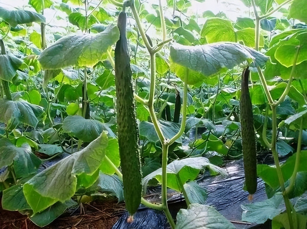 淮安农业种植致富项目,黄瓜种植致富经历