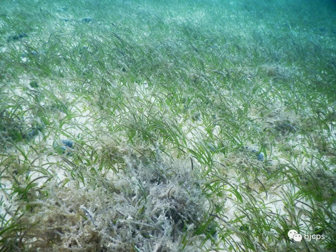 塞班岛免签政策45天还是14天,为什么塞班岛免签