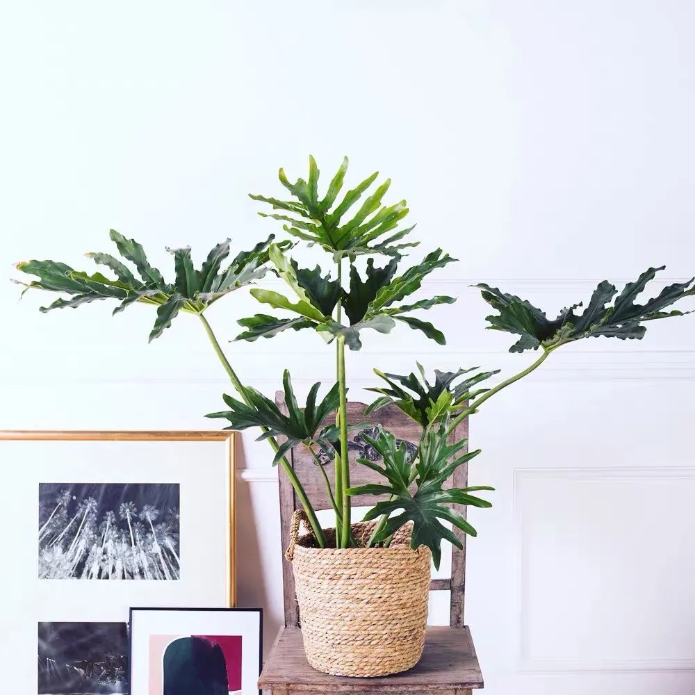 进阶为植物养殖高手必养的植物,20年种植经验告诉你多肉这样养