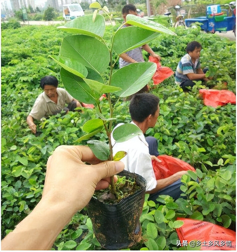 小叶紫檀真假金星辨别视频教程,小叶紫檀苗怎么辨别真假