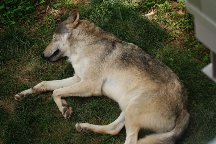 狼的弱点,狼最致命的弱点是什么