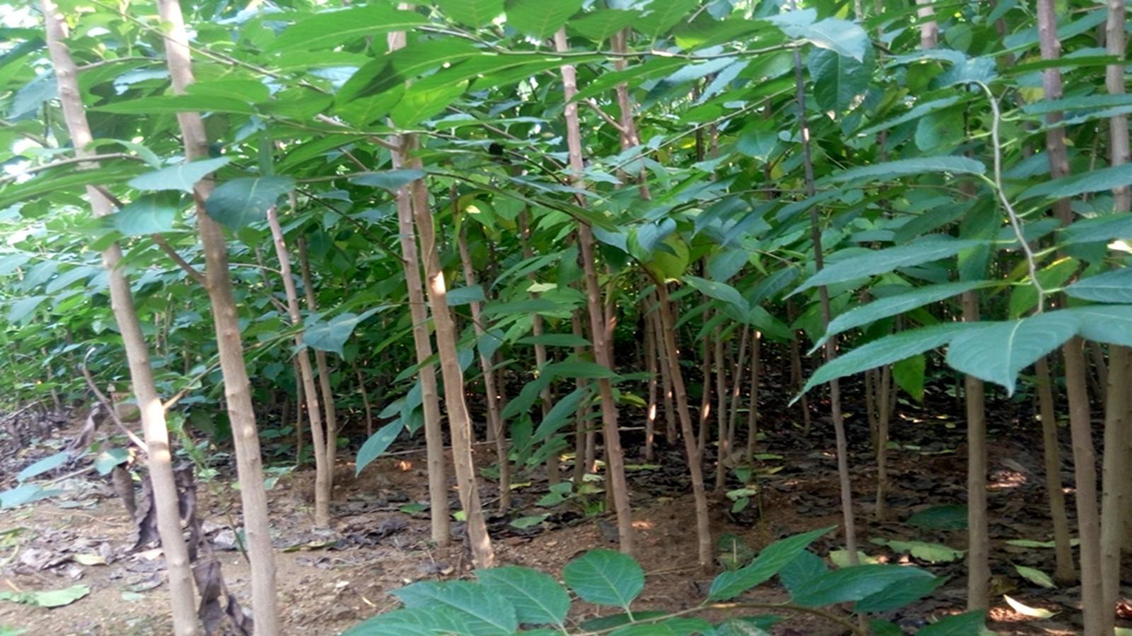 桂皮剥下来树会死吗,为什么黄柏树皮剥了不会死