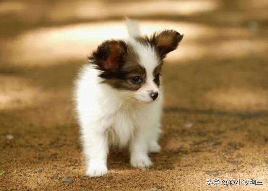 狗狗拉稀呕吐白色泡沫怎么回事,狗狗拉稀加呕吐吃什么药好得快