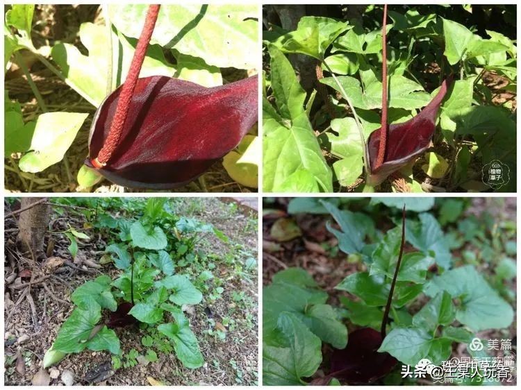 石家庄挖野菜攻略,挖野菜攻略