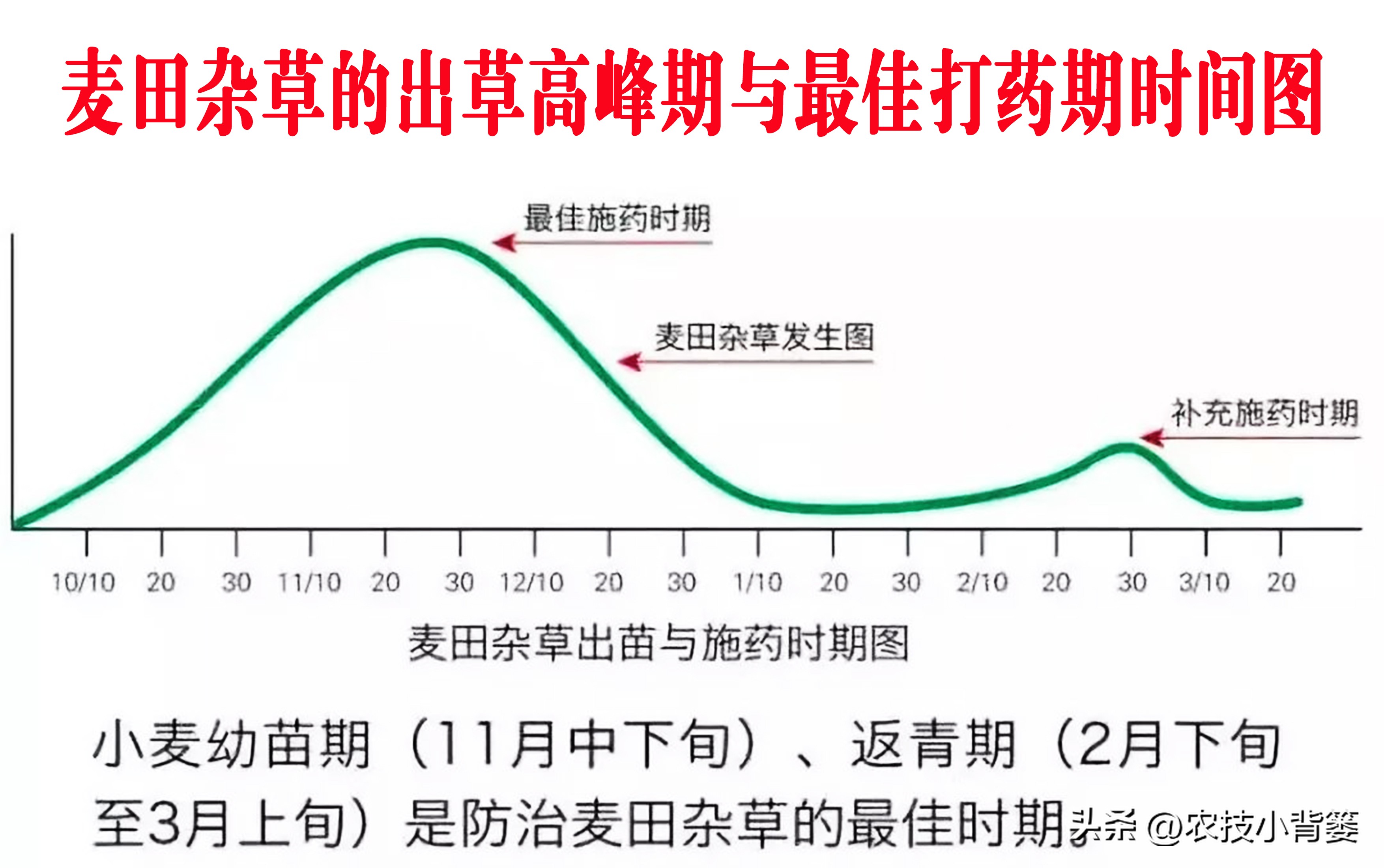 怎么解决小麦杂草问题,防治野麦子用什么药